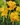 Canna ´Golden Lucifer´