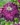 Dahlia ´Vancouver´